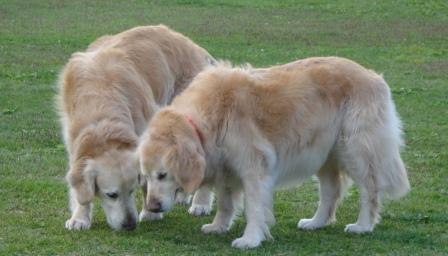 犬同士の交流