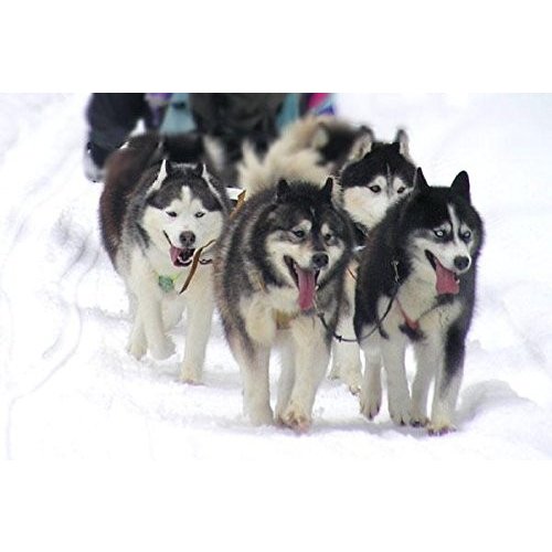 犬ぞり 犬ぞり
