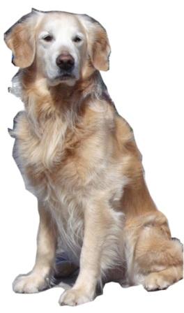 看板犬Giulio 看板犬Giulio