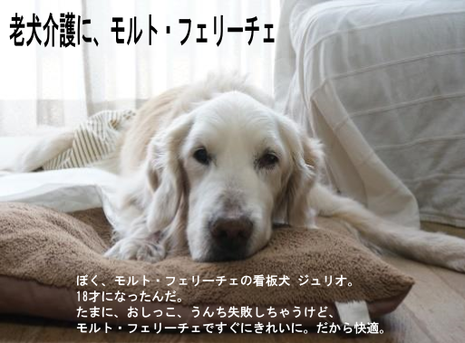 老犬介護に